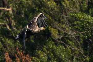 Seeadler R5_AS_210720_1153.jpg