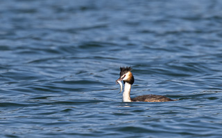 Haubentaucher R5_AS_210720_1484.jpg