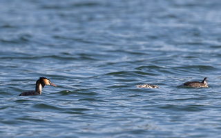 Haubentaucher R5_AS_210720_1525.jpg