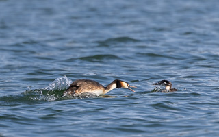 Haubentaucher R5_AS_210720_1532.jpg