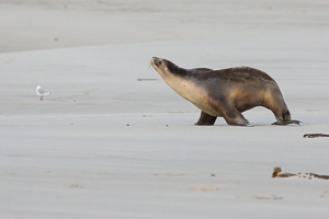 New Zealand, South Island EOS5D_4664.jpg