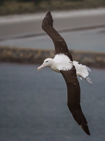 New Zealand, South Island EOS5D_4877.jpg