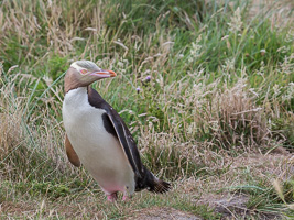 New Zealand, South Island EOS5D_4963.jpg