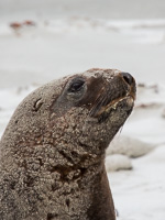 New Zealand, South Island EOS5D_4980.jpg