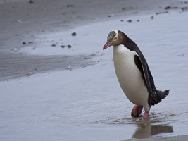 New Zealand, South Island EOS5D_5046.jpg