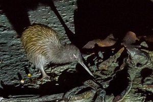 New Zealand, South Island EOS5D_5394.jpg