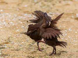 EOS5D_5529.jpg EOS5D_5529.jpg