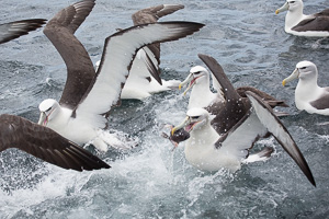 New Zealand, South Island EOS5D_5653.jpg