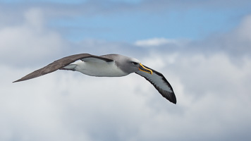 New Zealand, South Island EOS5D_5882.jpg