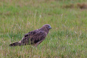 EOS5D_6508.jpg EOS5D_6508.jpg