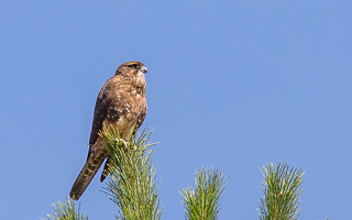 EOS5D_6590.jpg EOS5D_6590.jpg