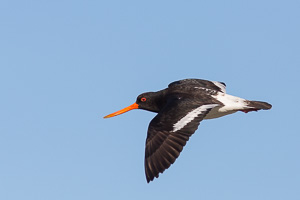 South Island Pied Oystercatcher EOS5D_6964.jpg