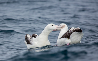 New Zealand, South Island EOS5D_7107.jpg