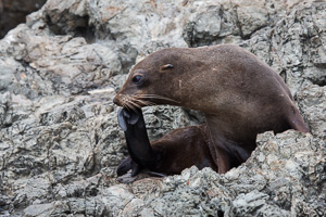 New Zealand, South Island EOS5D_7174.jpg