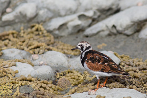 EOS5D_7279.jpg EOS5D_7279.jpg