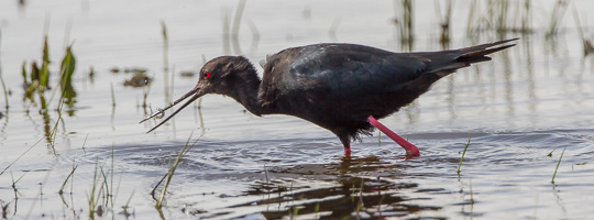 New Zealand, South Island EOS7D2_6916.jpg