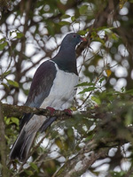 5D-Mark-IV_AS_190121_1192.jpg 5D-Mark-IV_AS_190121_1192.jpg