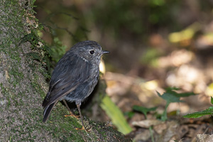 5D-Mark-IV_AS_190122_1445.jpg 5D-Mark-IV_AS_190122_1445.jpg