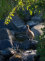 5D-Mark-IV_AS_190123_1637.jpg 5D-Mark-IV_AS_190123_1637.jpg