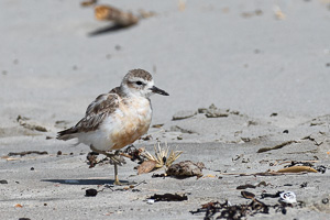 5D-Mark-IV_AS_190123_1729.jpg 5D-Mark-IV_AS_190123_1729.jpg