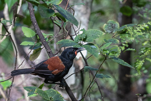 5D-Mark-IV_AS_190123_1837.jpg 5D-Mark-IV_AS_190123_1837.jpg