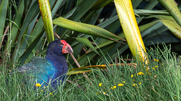 5D-Mark-IV_AS_190123_1927.jpg 5D-Mark-IV_AS_190123_1927.jpg