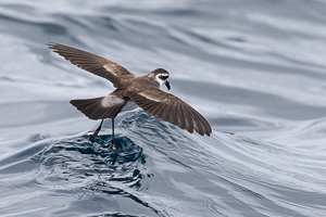 5D-Mark-IV_AS_190124_2171.jpg 5D-Mark-IV_AS_190124_2171.jpg