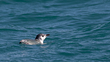 5D-Mark-IV_AS_190124_2501.jpg 5D-Mark-IV_AS_190124_2501.jpg