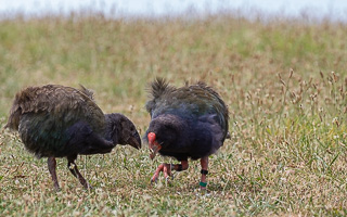 5D-Mark-IV_AS_190125_2678.jpg 5D-Mark-IV_AS_190125_2678.jpg