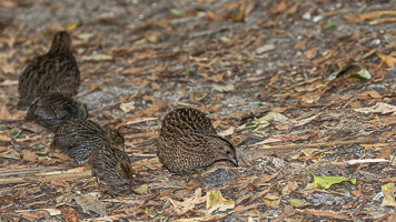 5D-Mark-IV_AS_190125_2720.jpg 5D-Mark-IV_AS_190125_2720.jpg