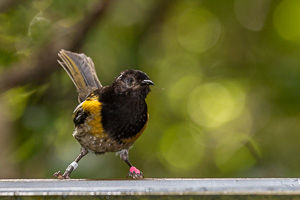 5D-Mark-IV_AS_190125_2755.jpg 5D-Mark-IV_AS_190125_2755.jpg