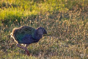 5D-Mark-IV_AS_190126_2798.jpg 5D-Mark-IV_AS_190126_2798.jpg