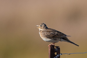 7D-Mark-II_AS_190120_1379.jpg 7D-Mark-II_AS_190120_1379.jpg