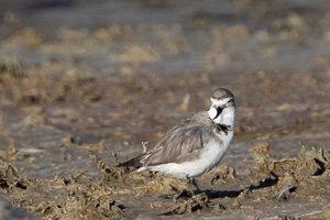 7D-Mark-II_AS_190121_1508.jpg 7D-Mark-II_AS_190121_1508.jpg