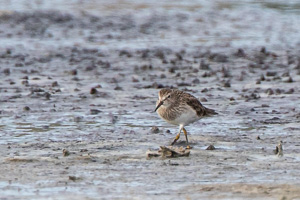 7D-Mark-II_AS_190121_1570.jpg 7D-Mark-II_AS_190121_1570.jpg