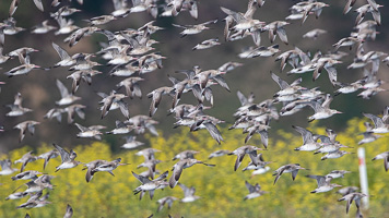 7D-Mark-II_AS_190121_1586.jpg 7D-Mark-II_AS_190121_1586.jpg