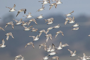 7D-Mark-II_AS_190121_1607.jpg 7D-Mark-II_AS_190121_1607.jpg