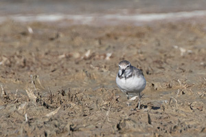 7D-Mark-II_AS_190121_1709.jpg 7D-Mark-II_AS_190121_1709.jpg