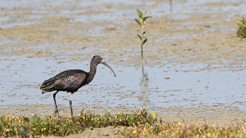 7D-Mark-II_AS_190121_1824.jpg 7D-Mark-II_AS_190121_1824.jpg