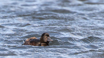 7D-Mark-II_AS_190121_1871.jpg 7D-Mark-II_AS_190121_1871.jpg