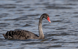 7D-Mark-II_AS_190121_1888.jpg 7D-Mark-II_AS_190121_1888.jpg