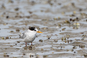 7D-Mark-II_AS_190126_2237.jpg 7D-Mark-II_AS_190126_2237.jpg