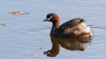 7D-Mark-II_AS_190127_2332.jpg 7D-Mark-II_AS_190127_2332.jpg