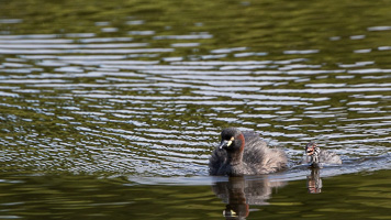 7D-Mark-II_AS_190127_2360.jpg 7D-Mark-II_AS_190127_2360.jpg