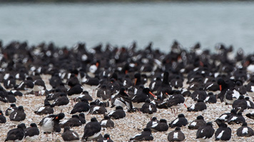 7D-Mark-II_AS_190127_2398.jpg 7D-Mark-II_AS_190127_2398.jpg