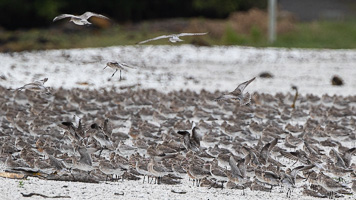 7D-Mark-II_AS_190127_2420.jpg 7D-Mark-II_AS_190127_2420.jpg