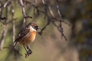 Schwarzkehlchen 5D-Mark-IV_AS_200113_1731.jpg