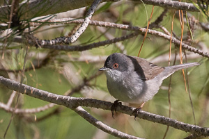Samtkopf-Grasmücke 5D-Mark-IV_AS_200113_1788.jpg