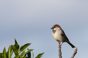 Haussperling 5D-Mark-IV_AS_200113_1800.jpg