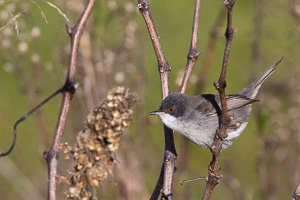Samtkopf-Grasmücke 5D-Mark-IV_AS_200113_1814.jpg